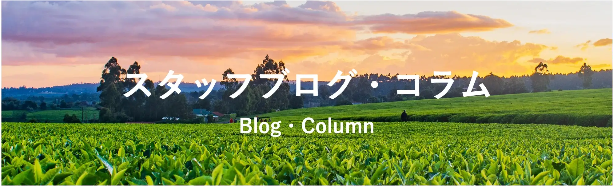 ブログ・コラムトップ画像