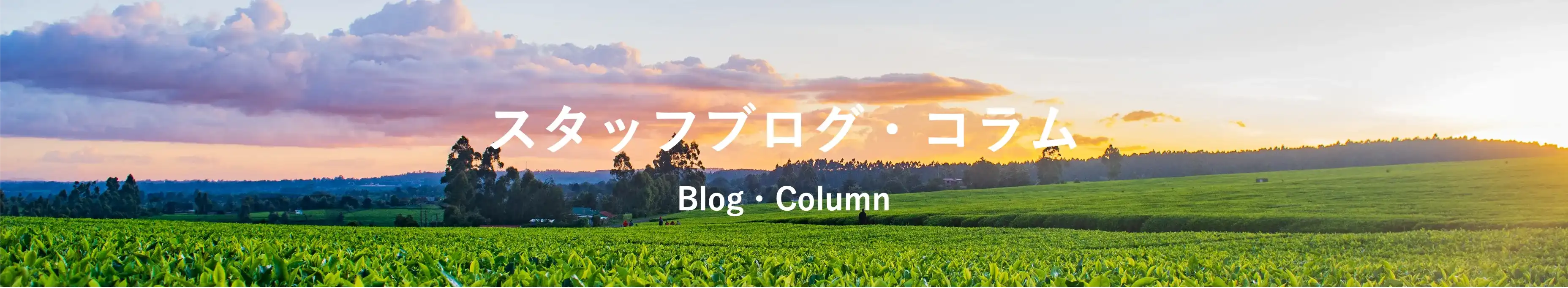 ブログ・コラムトップ画像